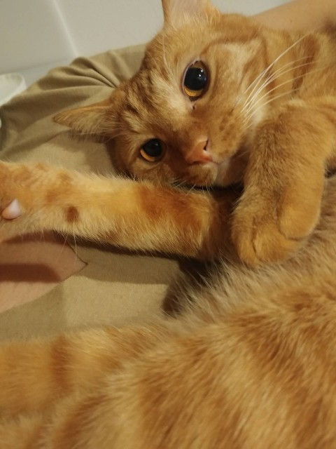 f:id:hiraryo0201:20180819081956j:image f:id:hiraryo0201:20180819081956j:image