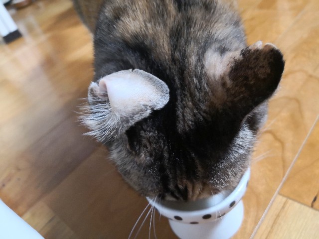 f:id:hiraryo0201:20180902131302j:image