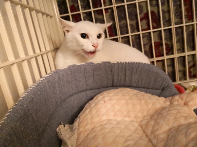 f:id:hiraryo0201:20180902140026j:image f:id:hiraryo0201:20180902140026j:image