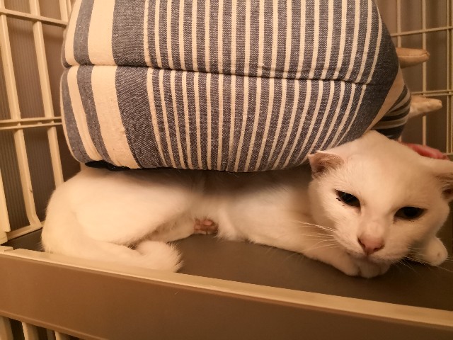 f:id:hiraryo0201:20180907184409j:image f:id:hiraryo0201:20180907184409j:image