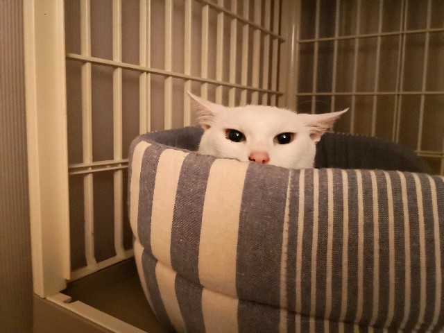 f:id:hiraryo0201:20180908064551j:image f:id:hiraryo0201:20180908064551j:image