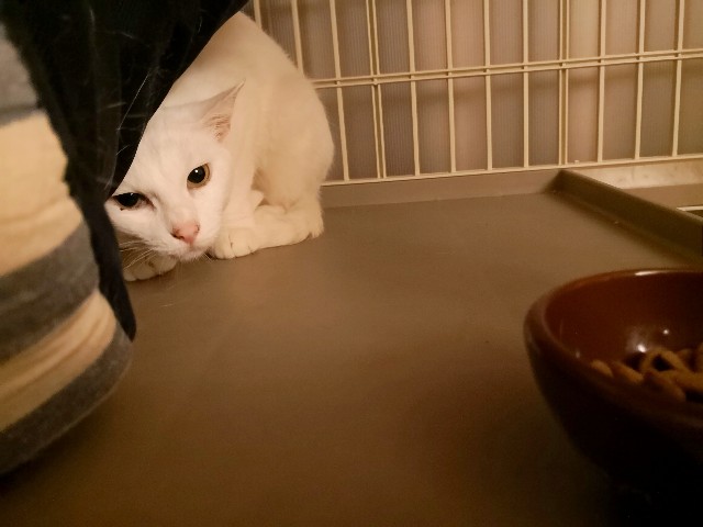 f:id:hiraryo0201:20180908064629j:image f:id:hiraryo0201:20180908064629j:image