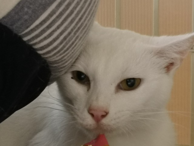 f:id:hiraryo0201:20180909094128j:image