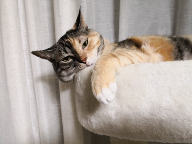 f:id:hiraryo0201:20180909114248j:image