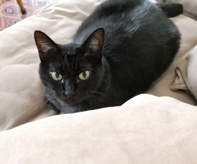 f:id:hiraryo0201:20180916105802j:image f:id:hiraryo0201:20180916105802j:image