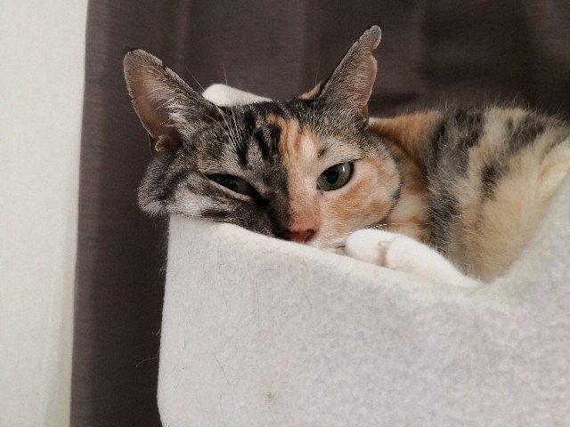 f:id:hiraryo0201:20180916105829j:image f:id:hiraryo0201:20180916105829j:image