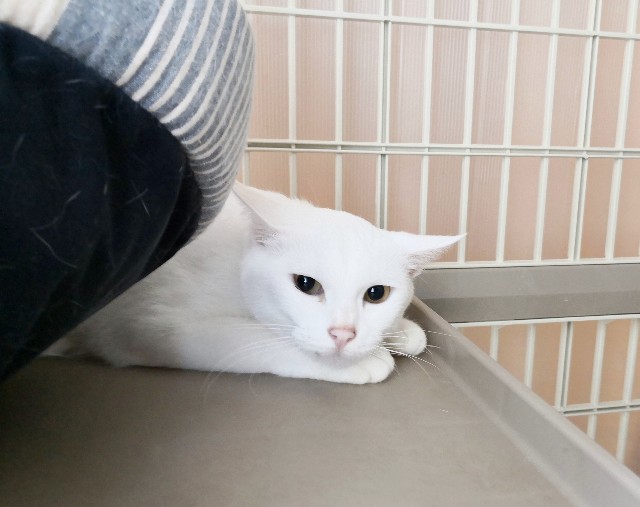 f:id:hiraryo0201:20180916105857j:image f:id:hiraryo0201:20180916105857j:image