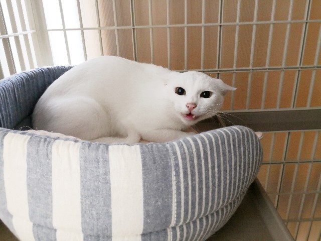 f:id:hiraryo0201:20180922104712j:plain