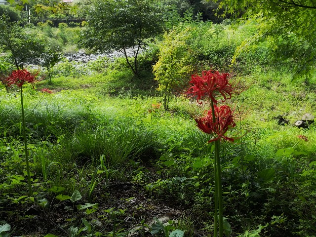 f:id:hiraryo0201:20180923211312j:image