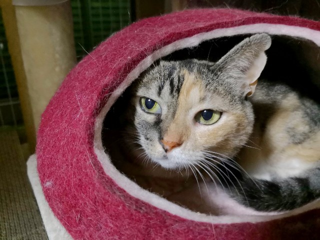 f:id:hiraryo0201:20180927224435j:image f:id:hiraryo0201:20180927224435j:image