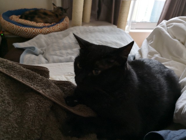 f:id:hiraryo0201:20180929074359j:image