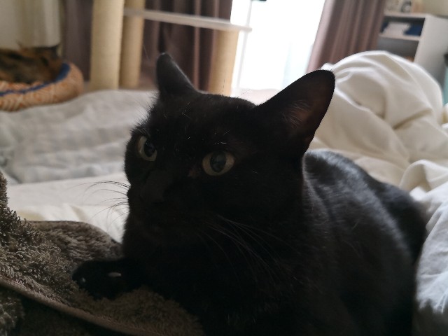 f:id:hiraryo0201:20180929074634j:image