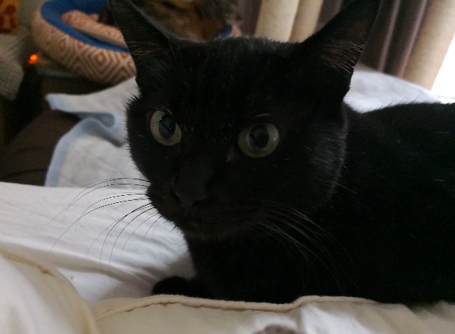 f:id:hiraryo0201:20180929074649j:image