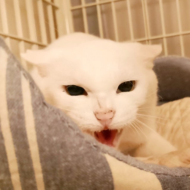 f:id:hiraryo0201:20180929215834j:plain