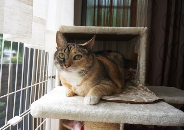 f:id:hiraryo0201:20180930094345j:plain f:id:hiraryo0201:20180930094345j:plain