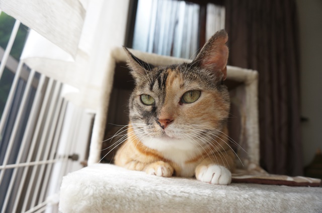 f:id:hiraryo0201:20180930094348j:plain f:id:hiraryo0201:20180930094348j:plain