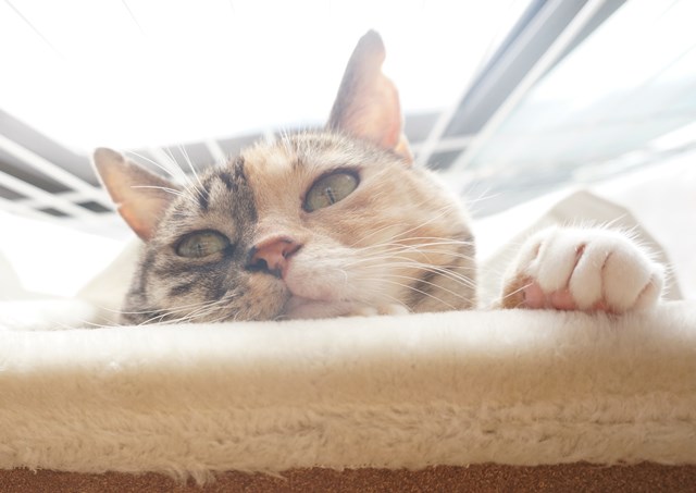 f:id:hiraryo0201:20180930094405j:plain f:id:hiraryo0201:20180930094405j:plain