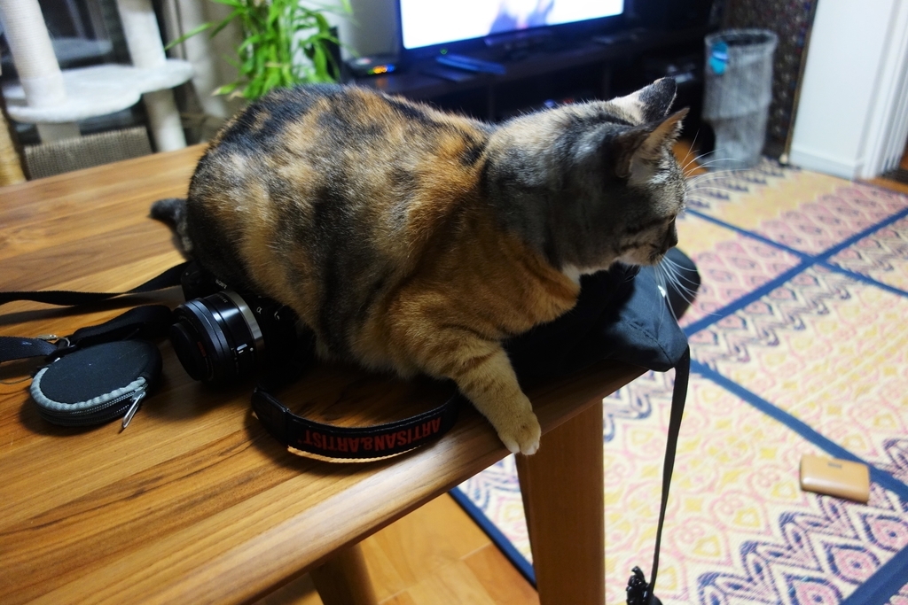 f:id:hiraryo0201:20180930094754j:plain f:id:hiraryo0201:20180930094754j:plain