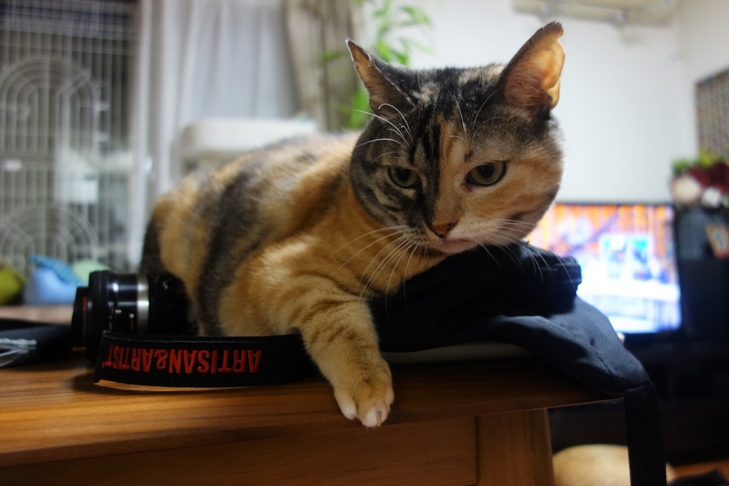 f:id:hiraryo0201:20180930094757j:plain f:id:hiraryo0201:20180930094757j:plain