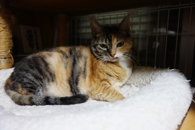 f:id:hiraryo0201:20180930095200j:plain f:id:hiraryo0201:20180930095200j:plain