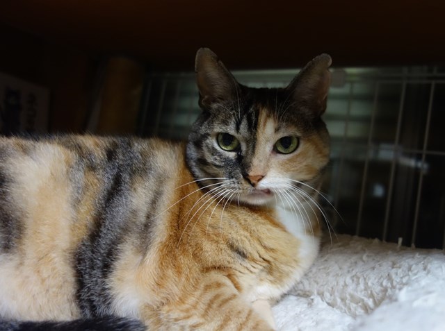 f:id:hiraryo0201:20180930095206j:plain f:id:hiraryo0201:20180930095206j:plain