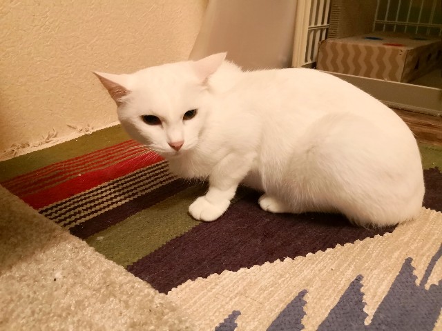 f:id:hiraryo0201:20181005205807j:plain