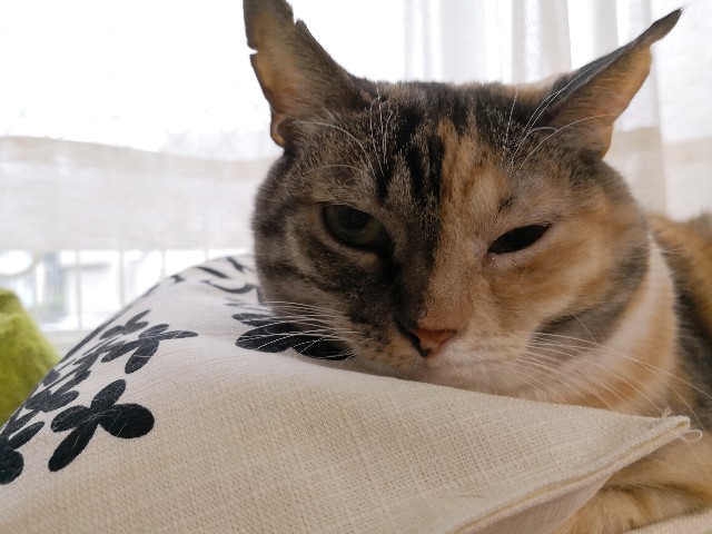 f:id:hiraryo0201:20181005210955j:image