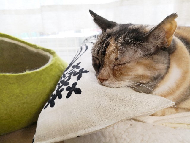 f:id:hiraryo0201:20181005211014j:image
