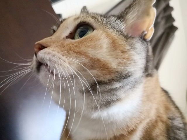f:id:hiraryo0201:20181005221253j:image