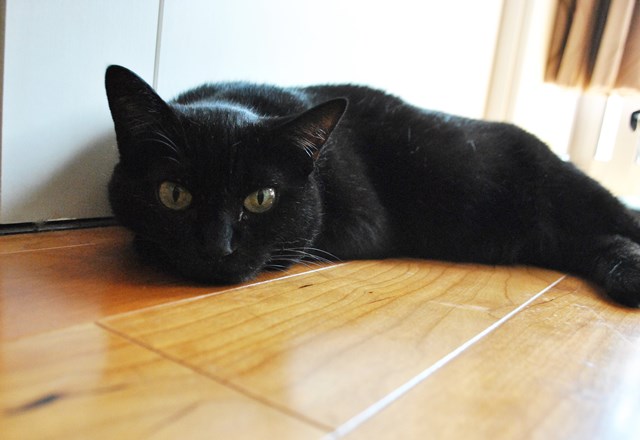 f:id:hiraryo0201:20181006125205j:plain f:id:hiraryo0201:20181006125205j:plain