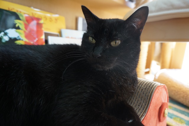 f:id:hiraryo0201:20181006125244j:plain f:id:hiraryo0201:20181006125244j:plain