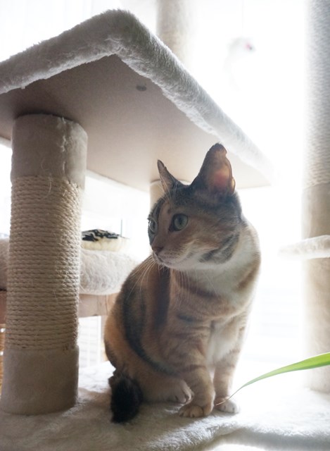 f:id:hiraryo0201:20181006125255j:plain f:id:hiraryo0201:20181006125255j:plain