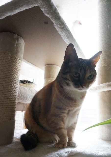 f:id:hiraryo0201:20181006125259j:plain f:id:hiraryo0201:20181006125259j:plain