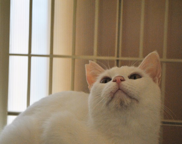 f:id:hiraryo0201:20181006125334j:plain