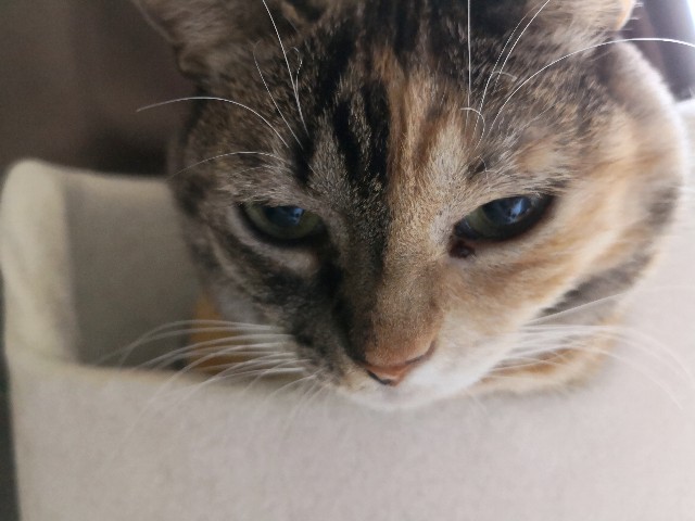 f:id:hiraryo0201:20181006191552j:image