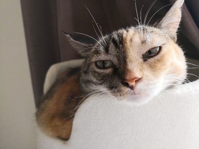 f:id:hiraryo0201:20181006191618j:image