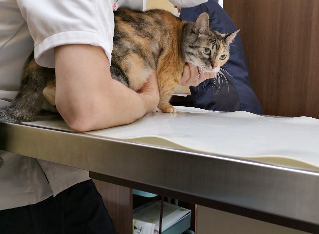 f:id:hiraryo0201:20181006192539j:image