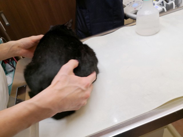f:id:hiraryo0201:20181006192726j:image