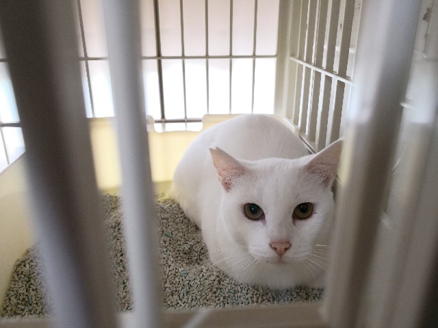 f:id:hiraryo0201:20181006193332j:image f:id:hiraryo0201:20181006193332j:image