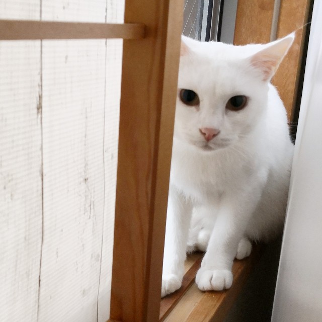 f:id:hiraryo0201:20181011202402j:image f:id:hiraryo0201:20181011202402j:image