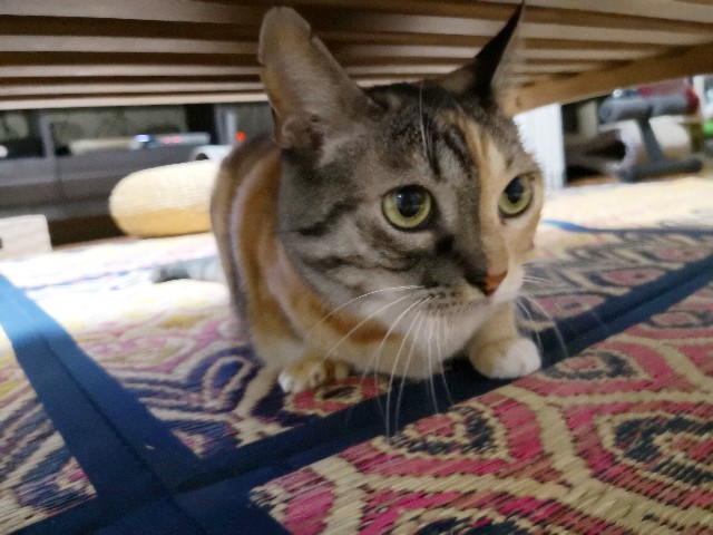 f:id:hiraryo0201:20181014163059j:image
