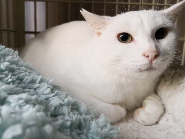f:id:hiraryo0201:20181020002631j:image f:id:hiraryo0201:20181020002631j:image