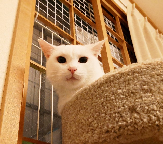 f:id:hiraryo0201:20181020002700j:image f:id:hiraryo0201:20181020002700j:image