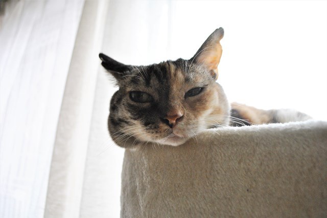 f:id:hiraryo0201:20181021162614j:plain