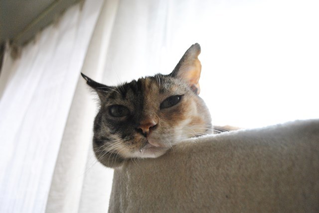 f:id:hiraryo0201:20181021162618j:plain