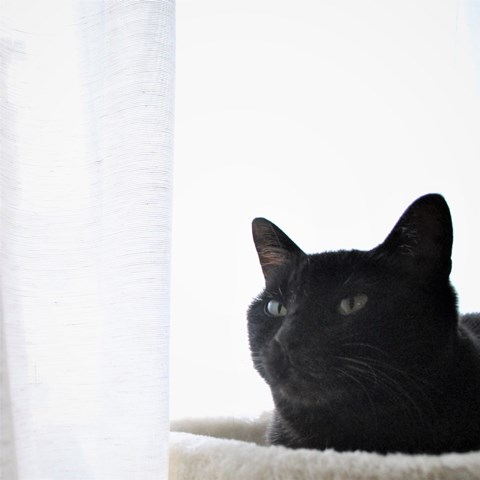 f:id:hiraryo0201:20181021162629j:plain