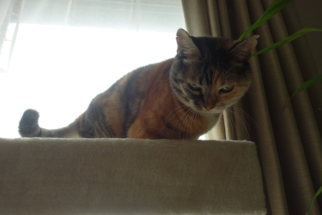 f:id:hiraryo0201:20181021163127j:plain