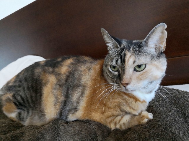 f:id:hiraryo0201:20181021164746j:image f:id:hiraryo0201:20181021164746j:image