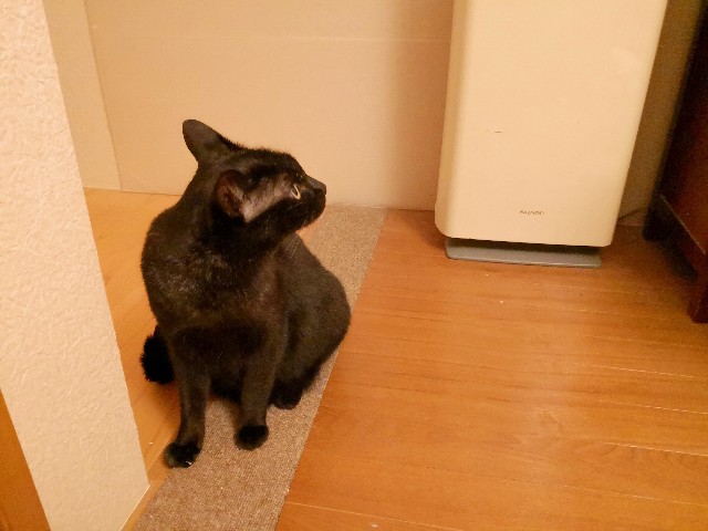f:id:hiraryo0201:20181024185145j:image f:id:hiraryo0201:20181024185145j:image