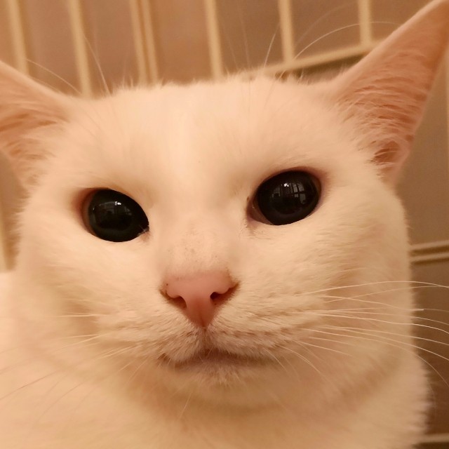 f:id:hiraryo0201:20181025211925j:image f:id:hiraryo0201:20181025211925j:image